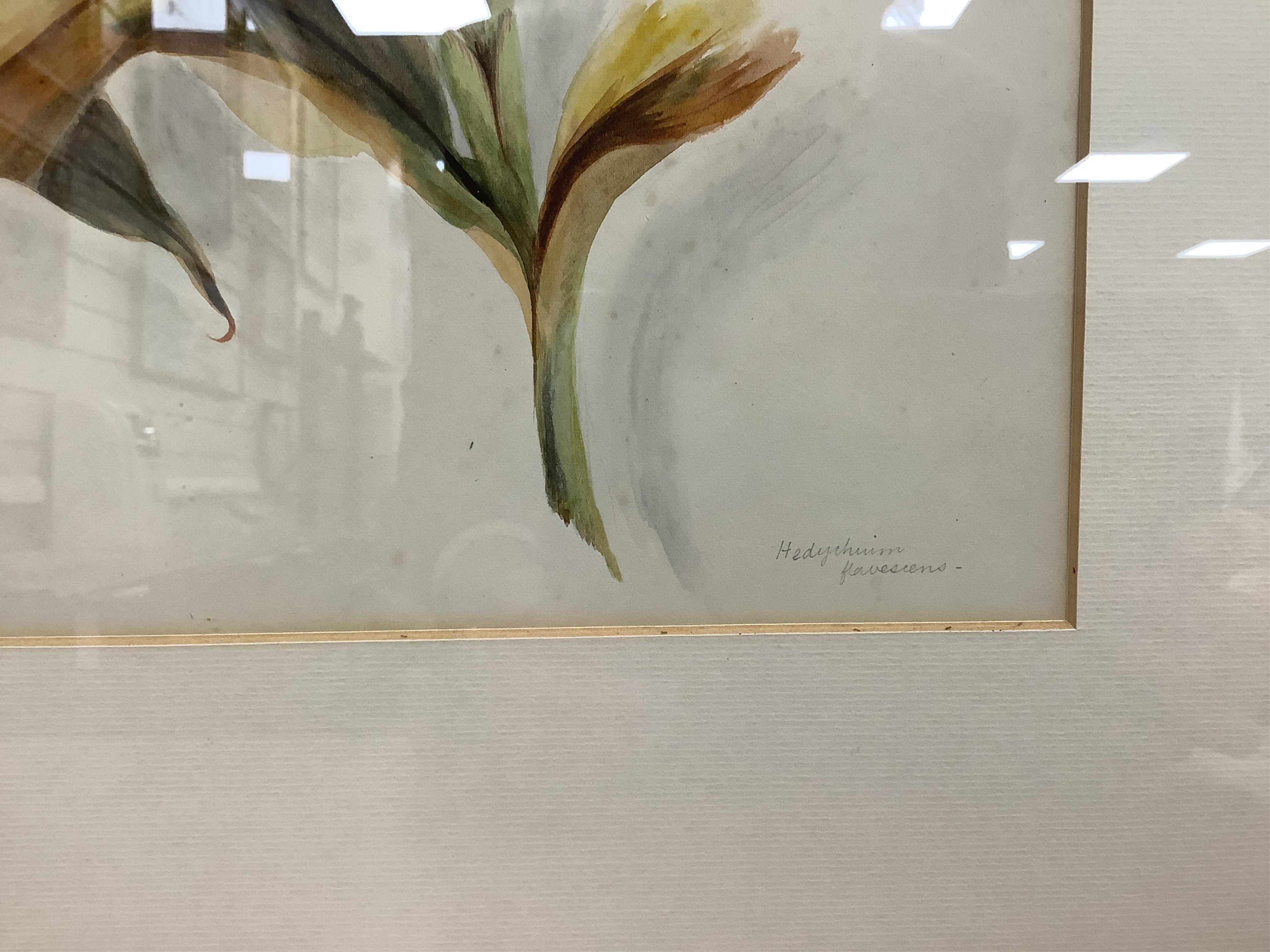 Late 19th / early 20th century school, set of eighteen watercolours, botanical studies, some with Latin pencil inscriptions, unsigned, 29 x 22cm